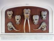 galerie de paleontologie et de anatomie comparee 5-2013296